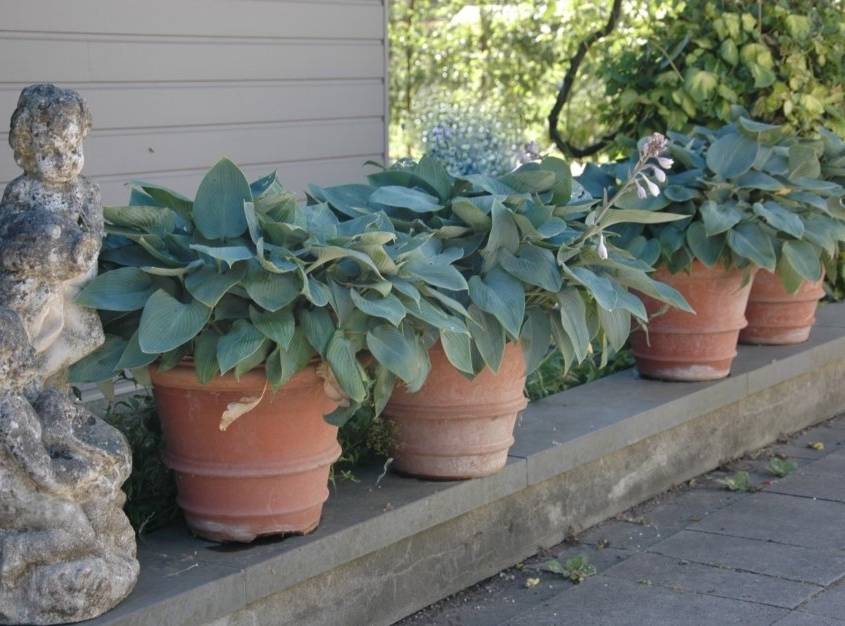 terracotta potten voor Engelse tuin